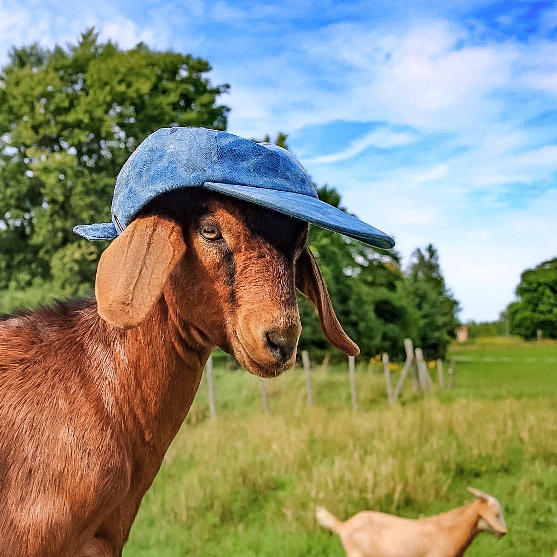 in-west-philadelphia-born-raised-on-the-playground-was-where-i-spent-most-of-my-days-stoeckli-farm_t20_2J2yEJ